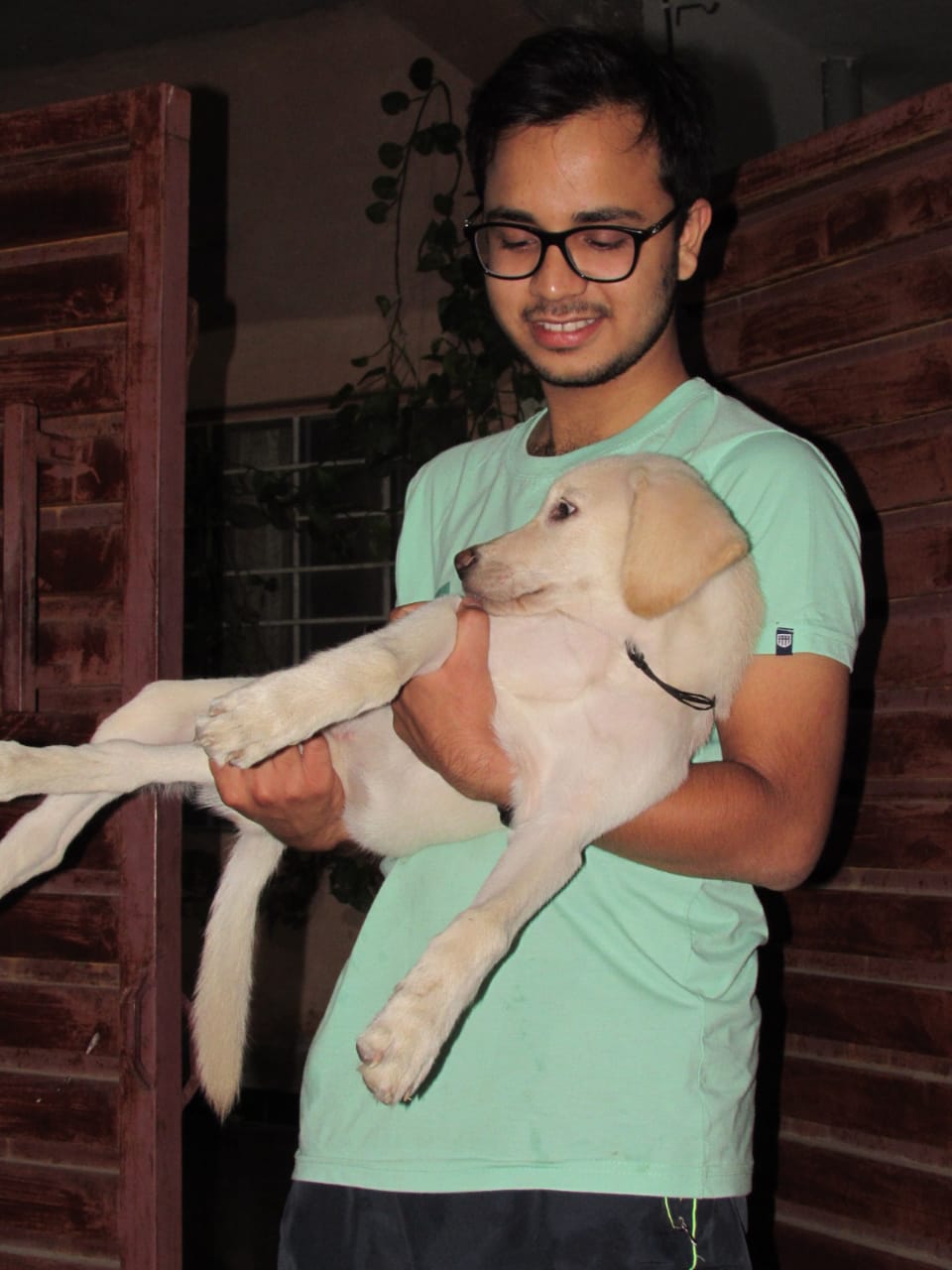 Maulik